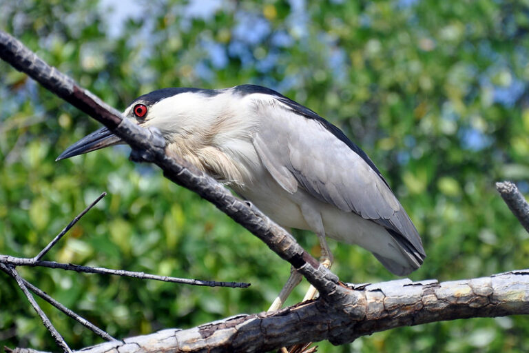 Black River Crocodile Safari & Wetlands Boat Tour