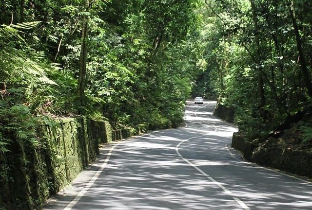 Fern Gully